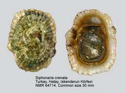 Sivun Siphonaria crenata Blainville 1827 kuva