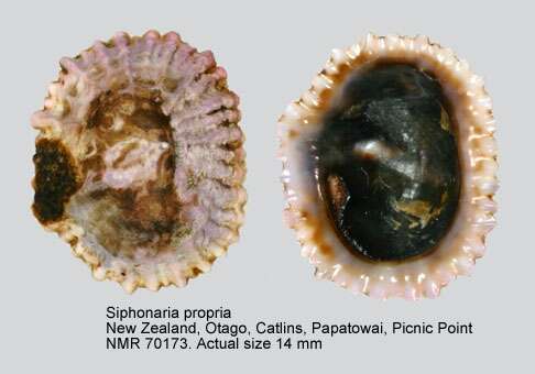 Image of Siphonaria propria Jenkins 1983
