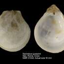 Image of Spondylus gussonii O. G. Costa 1830