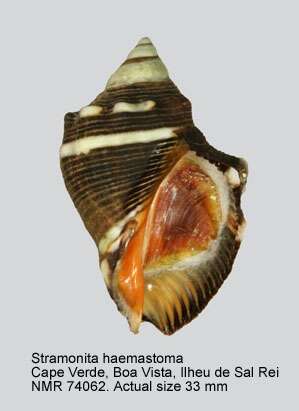 Image of Florida Rock Shell