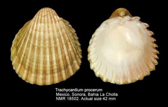 Image of Trachycardium procerum (G. B. Sowerby I 1833)