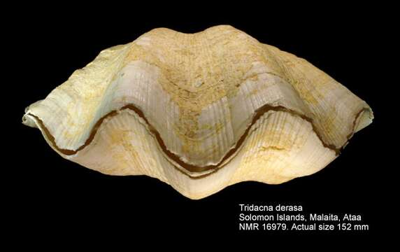 Image of Southern Giant Clam