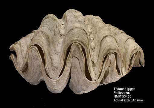 Image of Giant Clam