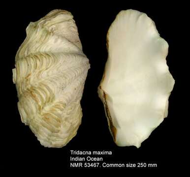 Image of Small giant clam