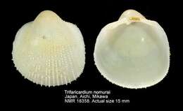 Image of Microcardium pseudonomurai ter Poorten 2021