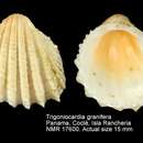 Слика од Trigoniocardia granifera (Broderip & G. B. Sowerby I 1829)