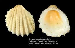 Image of Trigoniocardia granifera (Broderip & G. B. Sowerby I 1829)