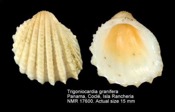 Plancia ëd Trigoniocardia granifera (Broderip & G. B. Sowerby I 1829)