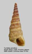 Image of Turritella carinifera Lamarck 1822