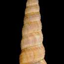 Image of Turritellinella tricarinata (Brocchi 1814)