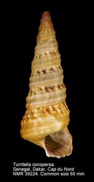Image of Turritella conspersa A. Adams & Reeve ex Reeve 1849