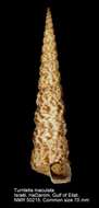 Image of Turritella maculata Reeve 1849