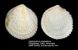 Слика од Vasticardium angulatum (Lamarck 1819)