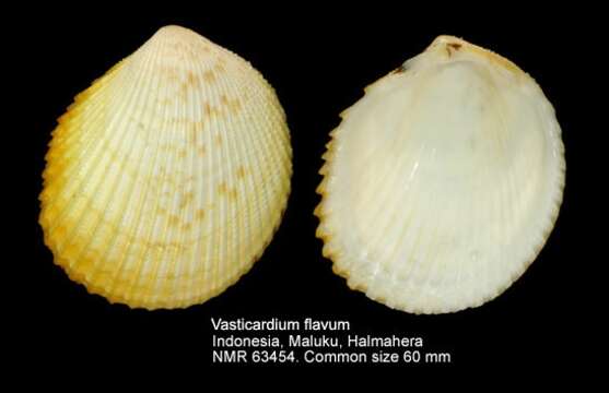 Image of Vasticardium angulatum (Lamarck 1819)