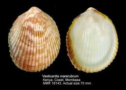 Image of Vasticardium insulare Vidal 1997