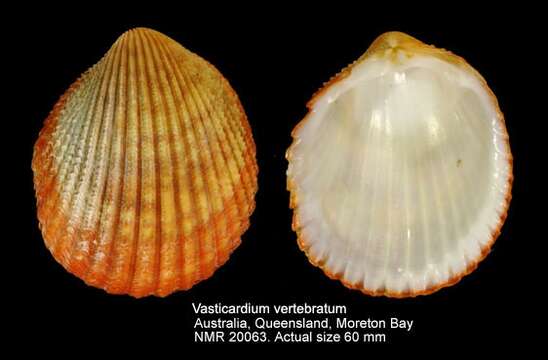Image of Vasticardium vertebratum (Jonas 1844)