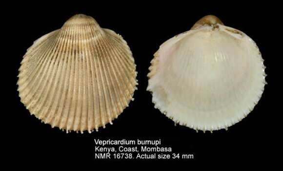 Image of Vepricardium burnupi (G. B. Sowerby Iii 1897)