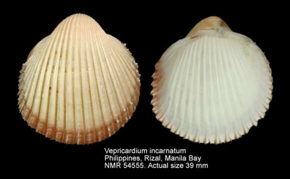 Sivun Vepricardium incarnatum (Reeve 1844) kuva