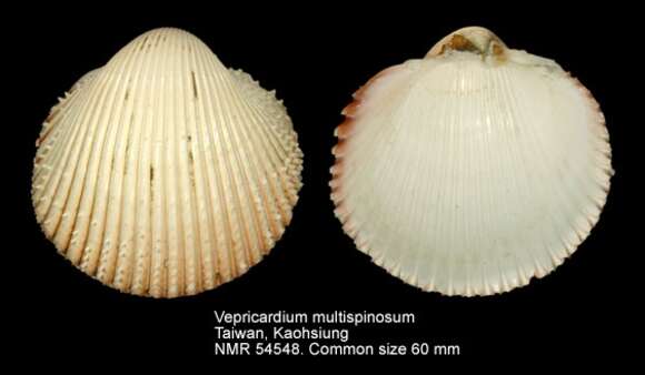 Image of Vepricardium multispinosum (G. B. Sowerby II 1839)