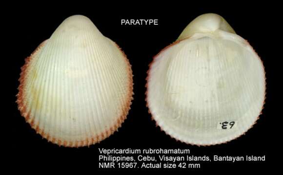 Sivun Vepricardium rubrohamatum Voskuil & Onverwagt 1988 kuva