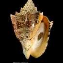 Image of Hebrew volute