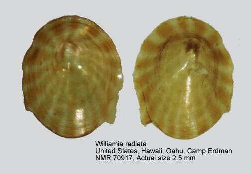 Image of Williamia radiata (Pease 1860)