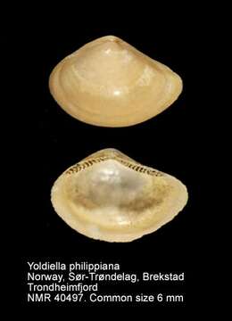 Image of Yoldiella philippiana (Nyst 1845)