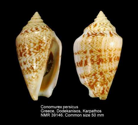 Image of Conomurex persicus (Swainson 1821)