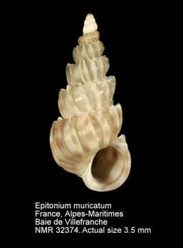 Image of Epitonium muricatum (Risso 1826)