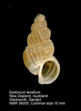 Image of Epitonium tenellum (F. W. Hutton 1885)