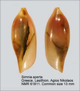 Image of Simnia aperta (G. B. Sowerby II 1849)