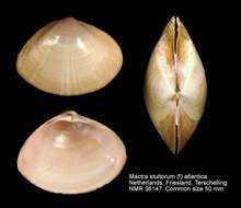 Image of rayed trough clam