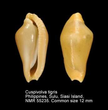 Слика од Cuspivolva tigris (Yamamoto 1971)