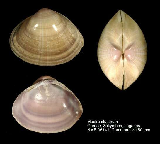 Image of rayed trough clam