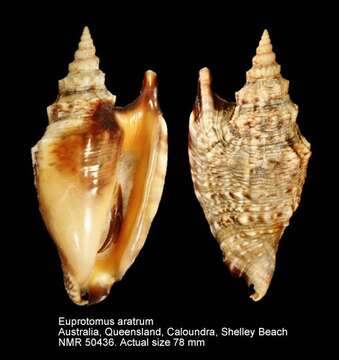 Image of Euprotomus aratrum (Röding 1798)