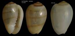 صورة Gibberula miliaria (Linnaeus 1758)