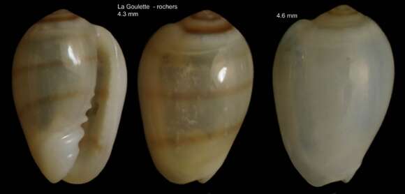 صورة Gibberula miliaria (Linnaeus 1758)