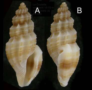 Sivun Mangelia unifasciata (Deshayes 1835) kuva