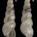Image of pin turban snail