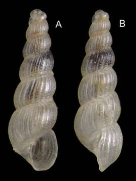 Image of pin turban snail