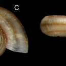 Image of Ammonicera fischeriana (Monterosato 1869)