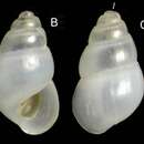 Odostomia lukisii Jeffreys 1859 resmi