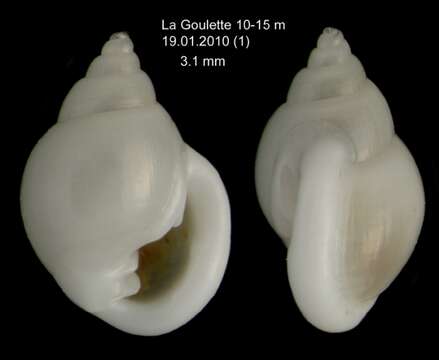 Слика од Ringicula conformis Monterosato 1877