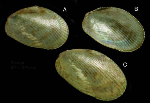 Image of Musculus costulatus (Risso 1826)