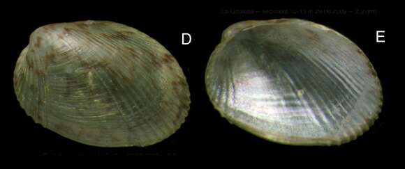 Image of marbled crenella