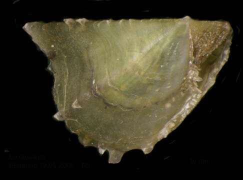 Image of rayed pearl oyster