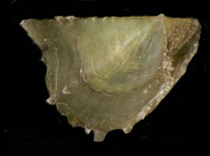 Pinctada imbricata radiata (Leach 1814) resmi