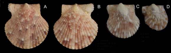 Imagem de Aequipecten opercularis (Linnaeus 1758)