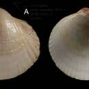 Image of Fulvia fragilis (Forsskål ex Niebuhr 1775)