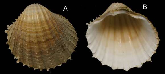 Image of poorly ribbed cockle